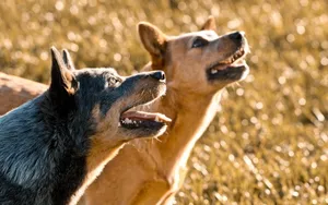 澳洲牧羊犬图片_5