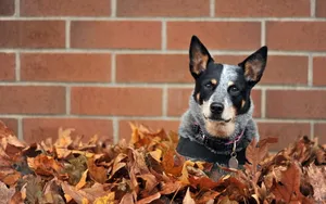 澳洲牧羊犬图片_6