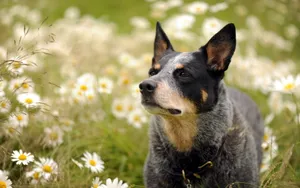 澳洲牧羊犬图片_8