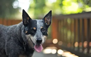澳洲牧羊犬图片_9