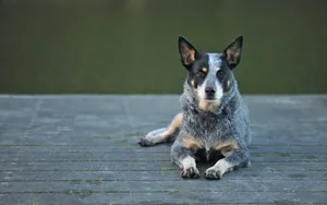 澳洲牧牛犬图片_8