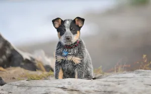 澳洲牧牛犬图片_9