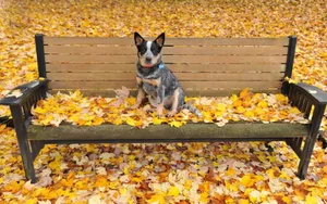 澳洲牧牛犬图片_13