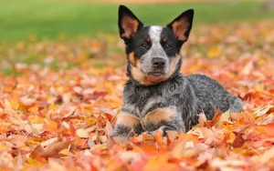 澳洲牧牛犬图片_14