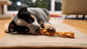 澳洲牧牛犬图片_17