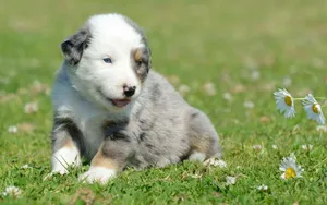 澳洲牧牛犬图片_18