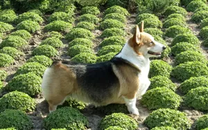 威尔士柯基犬图片_2