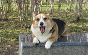 威尔士柯基犬图片_3