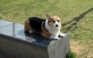 威尔士柯基犬图片_4