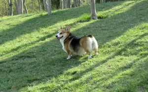 威尔士柯基犬图片_5