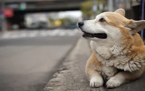 威尔士柯基犬图片_6