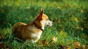 威尔士柯基犬图片_7