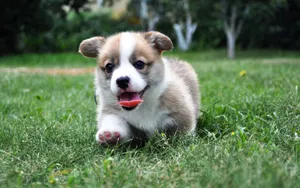 威尔士柯基犬图片_8