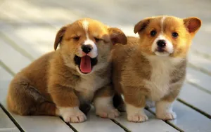 威尔士柯基犬图片_9