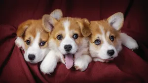 威尔士柯基犬图片_11