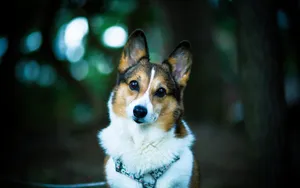 威尔士柯基犬图片_12