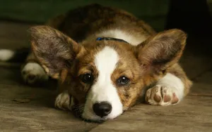 威尔士柯基犬图片_13