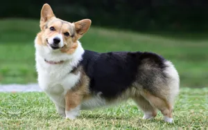 威尔士柯基犬图片_14