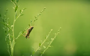 蚂蚱蝗虫图片_9