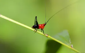 蚂蚱蝗虫图片_15
