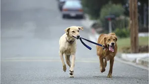 奔跑的动物图片壁纸_2