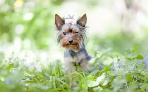 约克夏犬图片壁纸_7