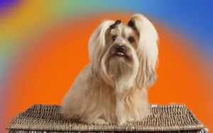 哈瓦那犬图片壁纸_2