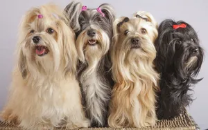 哈瓦那犬图片壁纸_4