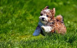 哈瓦那犬图片壁纸_5