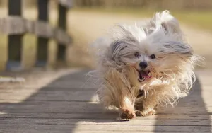 哈瓦那犬图片壁纸_6
