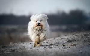 哈瓦那犬图片壁纸_7
