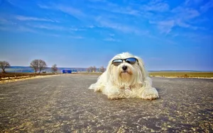 哈瓦那犬图片壁纸_9