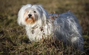 哈瓦那犬图片壁纸_10
