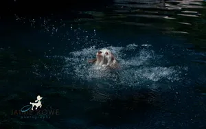 哈瓦那犬图片壁纸_14