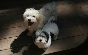 哈瓦那犬图片壁纸_15