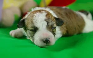 哈瓦那犬图片壁纸_18