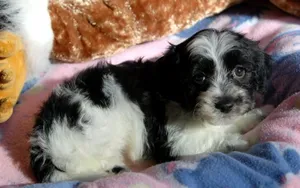 哈瓦那犬图片壁纸_19