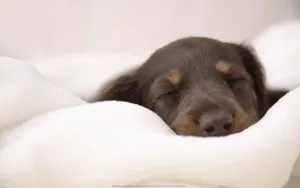 睡梦中可爱的小狗图片_4