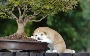 睡梦中可爱的小狗图片_24