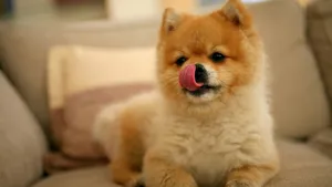 秋田犬图片壁纸