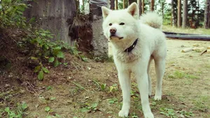 秋田犬图片壁纸_6