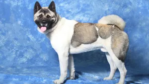 秋田犬图片壁纸_7