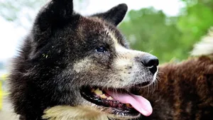 秋田犬图片壁纸_8