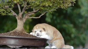 秋田犬图片壁纸_9