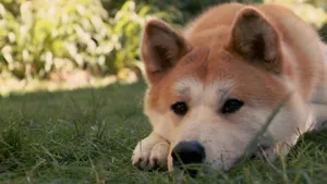 秋田犬图片壁纸_10