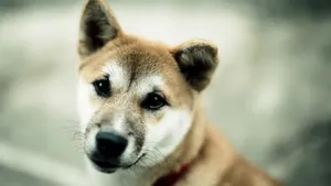 秋田犬图片壁纸_11