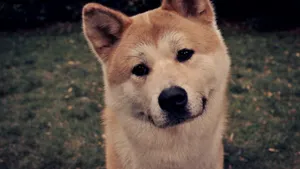 秋田犬图片壁纸_12