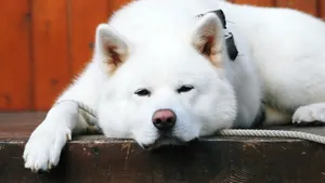 秋田犬图片壁纸_13