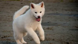 秋田犬图片壁纸_14