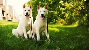 秋田犬图片壁纸_15